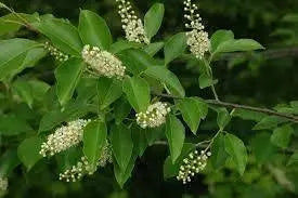 30 Seeds Black Cherry Tree Seeds for Planting Prunus serotina Mountain Sweet Black Cherry Fruit Edible - The Rike Inc