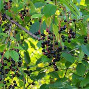 30 Seeds Black Cherry Tree Seeds for Planting Prunus serotina Mountain Sweet Black Cherry Fruit Edible - The Rike Inc