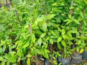 Gymnema sylvestre 30 Seeds for Planting Australian cowplant Periploca of The Woods gurmar - The Rike Inc