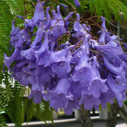 40 Seeds Jacaranda mimosifolia Seeds Tree Seeds for Planting Jacaranda Blue Jacaranda Black poui Nupur Fern Tree J. mimosifolia - The Rike Inc