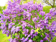 50 Seeds Common Lilac Seeds for Planting Syringa The Lilac Syringa vulgaris Flower Seeds - The Rike Inc