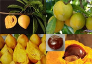 Pouteria campechiana 5 Seeds for Planting Cupcake Fruit eggfruit zapote Amarillo Cay Trung Ga Le Ki Ma canistel - The Rike Inc
