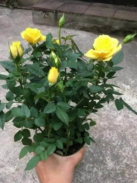 50 Seeds Rose Flower Seeds Mixed Color Seeds Planting Seed Bonsai Garden Seeds - The Rike Inc