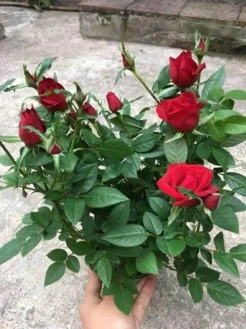 50 Seeds Rose Flower Seeds Mixed Color Seeds Planting Seed Bonsai Garden Seeds - The Rike Inc