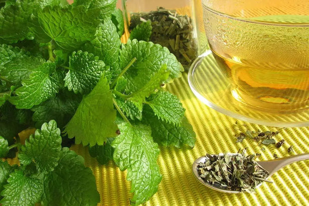 Lemon Balm Tea- Loose Leaf Tea Herbal Tea Lemon Balm Leaf- Lemon Balm Herb Tea 100 Gram/3.5 oz Herbal Tea - The Rike Inc
