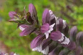 Bear's Breeches Seeds 30 Seeds Acanthus mollis Perennial Seeds for Planting - sea Dock Bear's Foot Plant sea Holly Gator Plant Oyster Plant - The Rike Inc