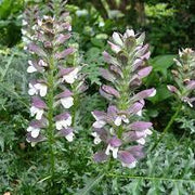 Bear's Breeches Seeds 30 Seeds Acanthus mollis Perennial Seeds for Planting - sea Dock Bear's Foot Plant sea Holly Gator Plant Oyster Plant - The Rike Inc