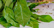 Anamu tea for upset stomach herbal tea Petiveria Alliacea Guinea Hen Tea Leaf Spiritual herb, Apothecarya Hen Boost Energy - 100 gram - The Rike Inc