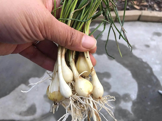 5 Scallion Garlic Chives Bulbs Perennial Rakkyo Onion Allium Chinense (Bare Root) for Planting Củ Kiệu Glittering Chive, Japanese Scallion,Kiangsi Scallion Oriental Onion Starter Plants - The Rike Inc