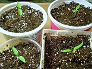 150 Seeds Sweet Pepper Seeds - Marconi Red, Vegetable Seeds| Non-GMO | Heirloom | Fresh Garden Seeds - The Rike Inc