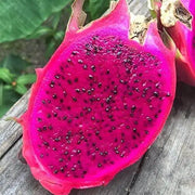 300 Seeds Red Dragon Fruit Seeds Thanh Long Pitaya Pitahaya Hylocereus Undatus Cactus Purple Dragon Fruit Pitaya/Pitahaya/Strawberry Pear - The Rike Inc