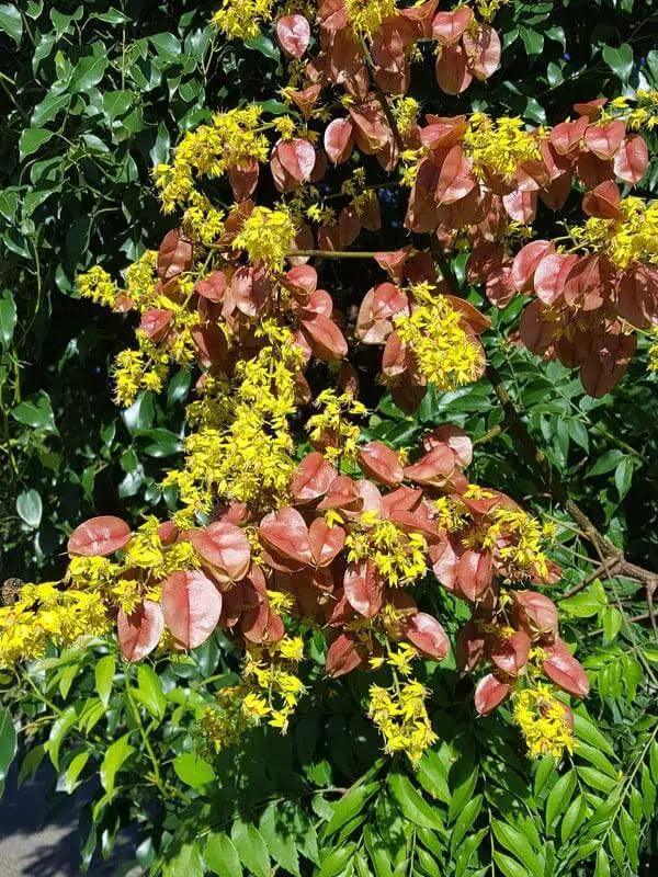 15 Golden rain Tree Seeds for Planting Golden Shower Tree Seeds Koelreuteria Paniculata Cassia Fistula | Canafistula | Purging Cassia Laburnum Anagyroides Seeds - The Rike Inc