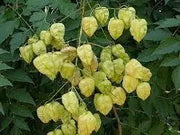 15 Golden rain Tree Seeds for Planting Golden Shower Tree Seeds Koelreuteria Paniculata Cassia Fistula | Canafistula | Purging Cassia Laburnum Anagyroides Seeds - The Rike Inc