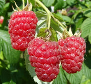 Red Raspberry 100 Seeds for Planting - The Rike Inc