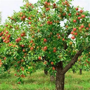 50 Seeds - Fuji Apple Tree Seeds Pink Lady Gala Apple Seeds for Planting Honey Crisp Envy Golden Deli. Native Fruit Seeds - The Rike - The Rike Inc