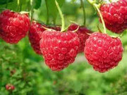 Red Raspberry 100 Seeds for Planting - The Rike Inc