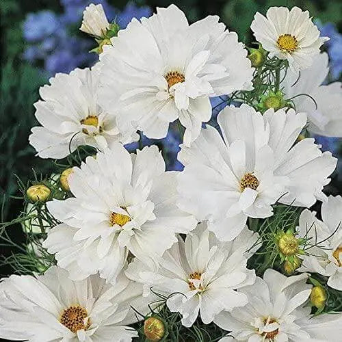 300 White Garden Cosmos Flower Seeds Cosmos Bipinnatus Aster Asteraceae Seeds (White) for Planting - The Rike Inc