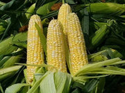 100 Ambrosia Sweet Corn Seed Flint Corn Seeds Maize Corn Indian Corn for Planting Organic Hybrid Sweet Corn Seeds Non-GMO sweetcorn Ilinois Farm Grown Heirloom Corn Yellow Sweet Corn Seeds