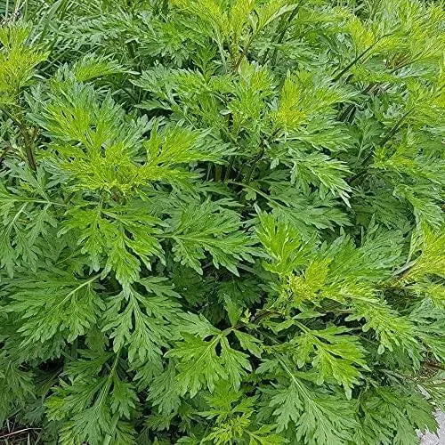 500 Seeds Mugwort Seeds Sweet Wormwood Artemisia Annua Sweet Annie Sagewort Fragrant Herb Apothecary Spiritual herb Culinary, Aromatic, Flowering - The Rike Inc