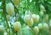 20 Seeds Pepino Dulce Sweet Cucumber Pepino Melon Fruit Seeds for Planting Solanum Muricatum Melon Pear - The Rike Inc