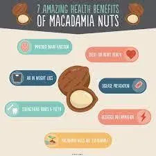 Macadamia Nuts for planting Queensland nut bush nut maroochi nut bauple nut Tree Seeds - Raw IN SHELL - The Rike Inc