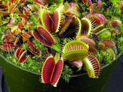 20 Seeds Venus Flytrap Dionaea muscipula Seeds for Planting Carnivorous Acidic Soil Bonsai Garden - The Rike Inc