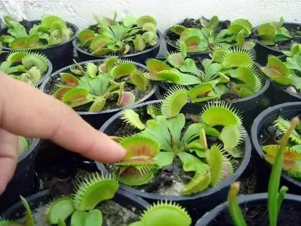 20 Seeds Venus Flytrap Dionaea muscipula Seeds for Planting Carnivorous Acidic Soil Bonsai Garden - The Rike Inc