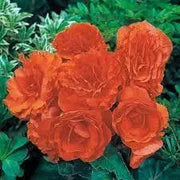 Begonia Seeds 100 Red Orange Begonia Flower Seeds Begoniaceae - The Rike Inc