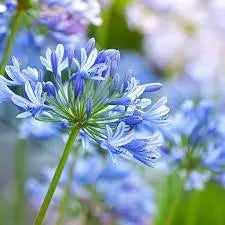 25 Seeds Dwarf Blue Lily of The Nile Flower Seeds for Planting Common Agapanthus Seeds Agapanthus praecox African Lily Seeds - The Rike Inc