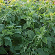 4500 Seeds Green Amaranth Seeds Rau Den Xanh - Yin Choi Edible Seeds Callaloo Thotakura Seeds - Chinese Spinach Seeds - Lal Shak - Redroot Amaranth Jamaican Callaloo Non-GMO - The Rike Inc
