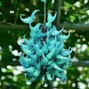5 Seeds Jade Vine Seeds for Planting Strongylodon macrobotrys Flower Seeds Emerald Vine Turquoise Jade Vine tayabak - The Rike Inc