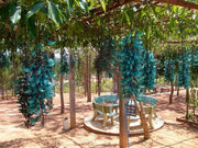 5 Seeds Jade Vine Seeds for Planting Strongylodon macrobotrys Flower Seeds Emerald Vine Turquoise Jade Vine tayabak - The Rike Inc