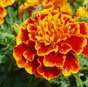 7000 Seeds French Marigold Seeds for Planting - Tangerine Double Dwarf Naughty Marietta Seeds - Dainty Marietta (Dwarf) French Brocade Marigold Seeds, Bulk Seeds bee, Butterfly Beneficial Non-GMO - The Rike Inc
