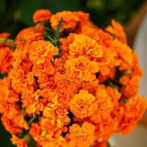 7000 Seeds French Marigold Seeds for Planting - Tangerine Double Dwarf Naughty Marietta Seeds - Dainty Marietta (Dwarf) French Brocade Marigold Seeds, Bulk Seeds bee, Butterfly Beneficial Non-GMO - The Rike Inc