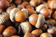 50 Seeds Shingle Oak Acorn Tree Seeds, Live Oak Tree Seeds, Quercus imbricaria, Washed and Processed - The Rike Inc