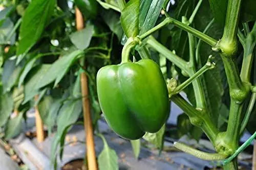 200 Seeds Sweet Bell Pepper Seeds Organic Non-GMO Illinois Grown USA - The Rike Inc