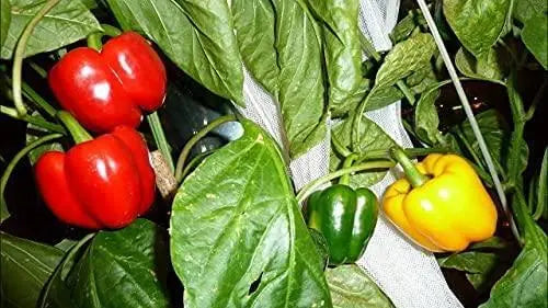 200 Seeds Sweet Bell Pepper Seeds Organic Non-GMO Illinois Grown USA - The Rike Inc