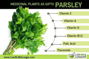 3000 Parsley Seeds for Planting Flat Leaf Garden Parsley Petroselinum Crispum Dark Green Italian Non-GMO - The Rike Inc