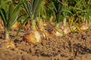Vidalia Sweet Onion Seeds 1000 Seeds for Planting Walla Walla Sweet Onion Seeds Allium cepa Amaryllidaceae Non-GMO Heirloom - The Rike Inc