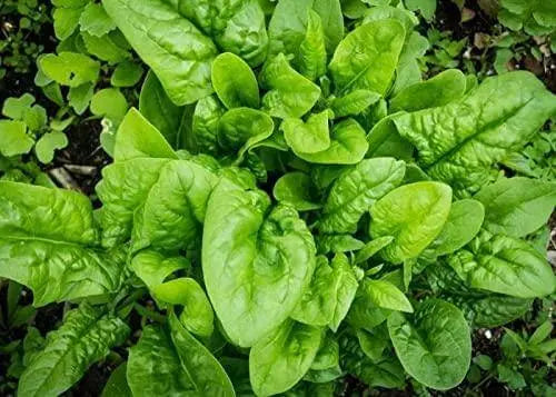400 Spinach Seeds CAI bo xoi Seeds Spinacia oleracea Seeds Turkana Organic American Spinach Seeds Vegetable Seeds Slow Bolt Baby Greens Seeds - The Rike Inc