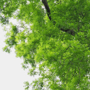 200 Seeds - American Elm Tree Seeds to Grow Shade Ornamental Prized Bonsai Specimen Ulmus Parvifolia | Ulmus Procera, Chinese Elm, English Elm Seeds of Ulmaceae Family - The Rike - The Rike Inc