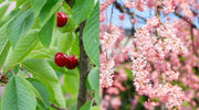 15 Cherry Tree Seeds - Sweet Cherry Seeds Non GMO Seeds