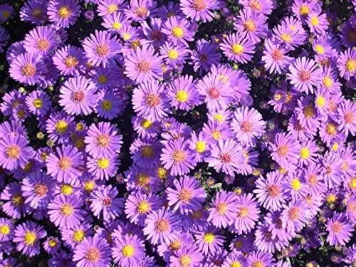 2000+ New England Aster Flower Seeds Aster Plant Fall Aster Flower Fall Aster - New England (Aster novae-angliae) Seeds for Planting - The Rike Inc