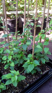 100 LA Giang Seeds - River Leaf Vine Seeds - Aganonerion Seeds - Sour Leaf Creeper Seeds La Lom Non-GMO Vegetable Seeds Herbal Seeds