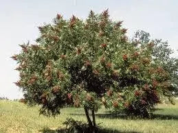 500 Smooth Sumac Seeds Tree Seeds for Planting Sumach Rhus glabra White Sumac Upland Sumac Scarlet Sumac Seeds - The Rike Inc