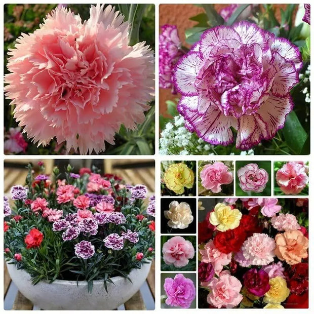 2000 Seeds Mixed Carnation Flower Planting Seed Bonsai Garden Easy to Grow Dianthus caryophyllus - The Rike Inc