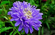 2000+ New England Aster Flower Seeds Aster Plant Fall Aster Flower Fall Aster - New England (Aster novae-angliae) Seeds for Planting - The Rike Inc