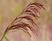 2000 Purpletop Tridens Seeds Grass Seeds for Planting Greasegrass Seeds Tall Redtop Sandgrass Tridens flavus Seeds - The Rike Inc