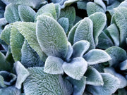 100 Seeds Woolly Lamb's-Ear Seeds for Planting Stachys byzantina lamb's Ear hedgenettle tachys lanata Stachys olympica