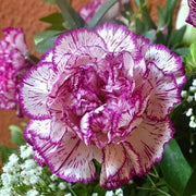 2000 Seeds Mixed Carnation Flower Planting Seed Bonsai Garden Easy to Grow Dianthus caryophyllus - The Rike Inc
